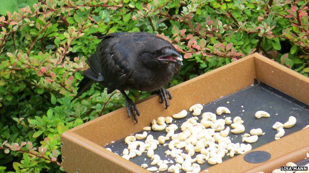Crow on feeder
