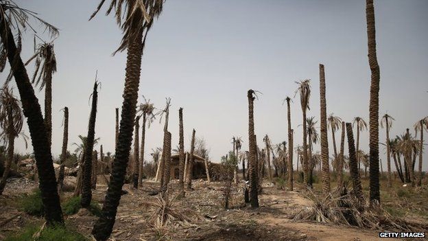 A destroyed home sits among the remains of palm trees near the frontline in Ibrahim Ben Ali, in Anbar province, Iraq (11 April 2015)