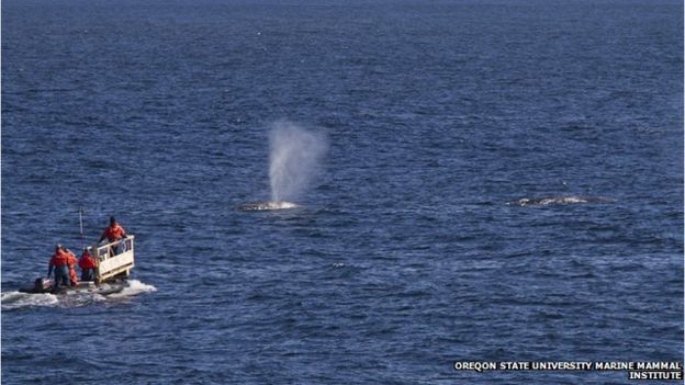 Gray whales are known for their curiosity toward boats