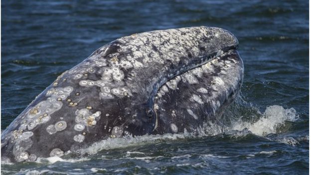 Gray whales have a mottled gray body
