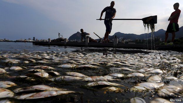 Dead fish are pictured next to a rowing athlete, as his coach helps him to clean up his paddle,
