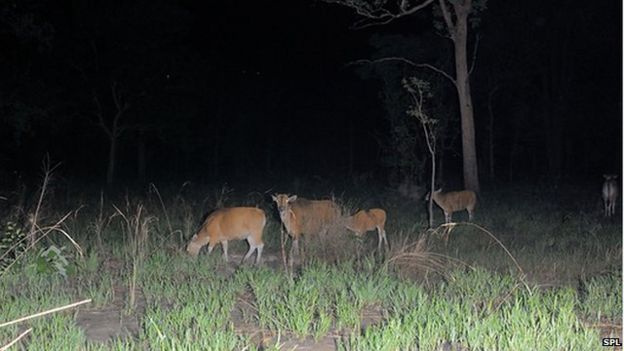 The banteng is found in the forests of Cambodia