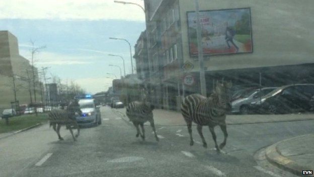 Zebras trot through Brussels after escaping a ranch