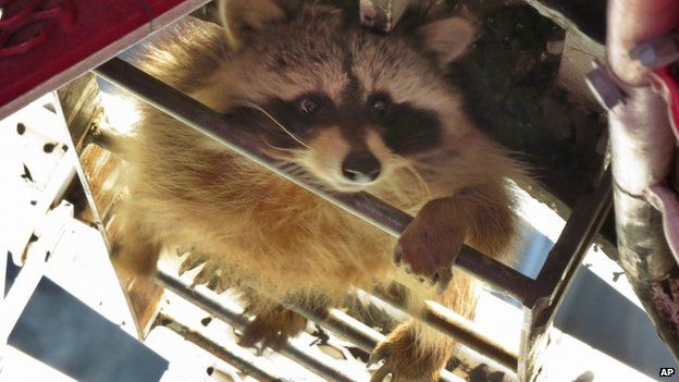 A raccoon climbs up a skyscraper in downtown Toronto