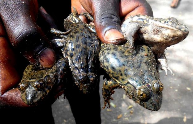 Philip Paul with the frogs in his hands