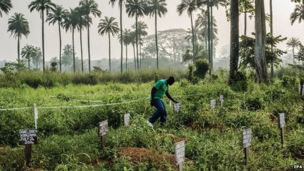 One of the winning photographs by Daniel Berehulak shows a man leaning over the grave of his mother at a cemetery in Liberia where four members of his family lie after dying in the Ebola epidemic