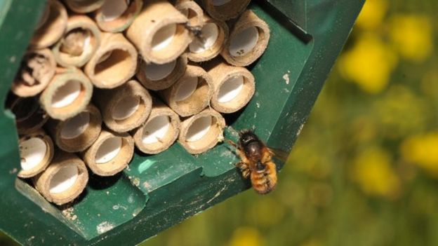 A field study found harmful effects on the solitary bee