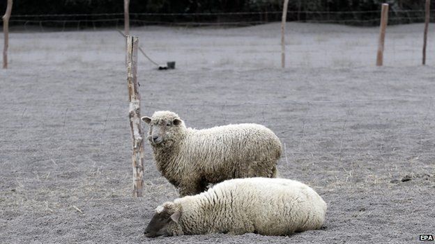 Two sheep remain in a meadow covered with ash after the eruption of the Calbuco volcano, in the town of Ensenada, region of Los Lagos, in southern Chile, 26 April 2015.