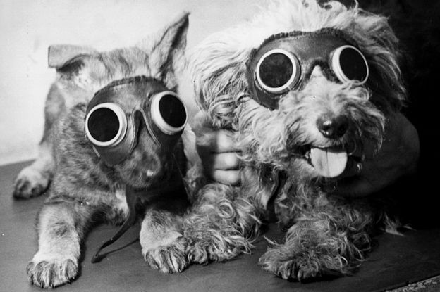 Dogs receive sunlamp treatment for rickets and a leg injury, 1949