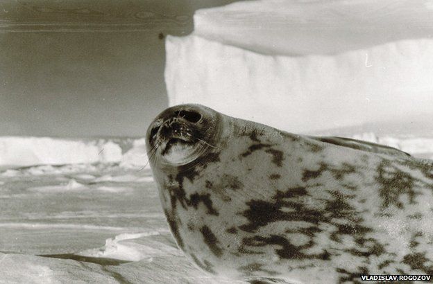Antarctic seal
