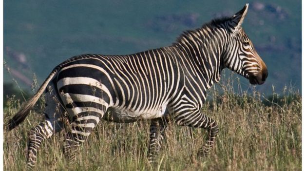The threatened mountain zebra