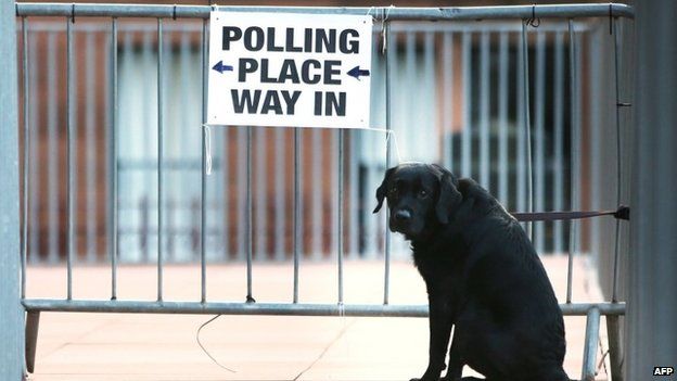 Dog outside a polling station