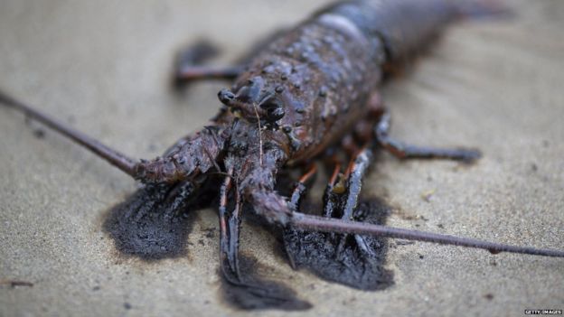 A lobster covered in oil