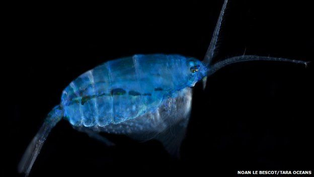 Blue copepod found in South Pacific