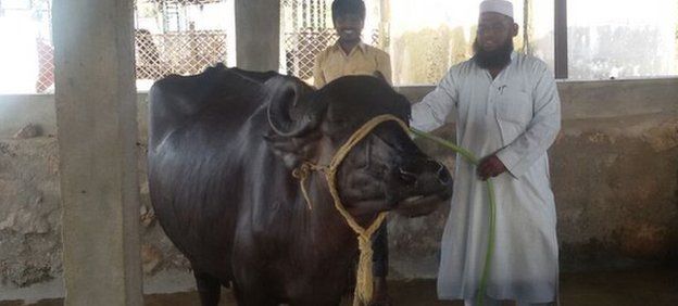 Ahmed Pasha (in white) with a buffalo (25 May 2015)