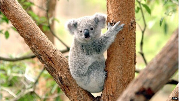 A koala in a tree at Taronga Zoo, Sydney