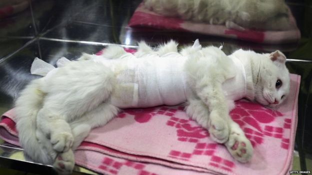 Gato luego de una cirugía