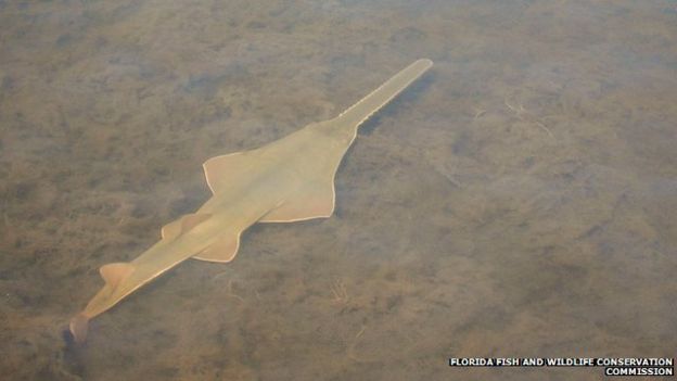 _83357478_sawfish.jpg