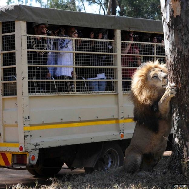 Members of the German national soccer team take pictures of a lion during their visit to Lion Park in Lanseria, northwest of Johannesburg (25 June 25, 2010)