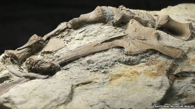 The hip and vertebrae of the Welsh dinosaur called a ''theropod''