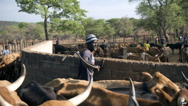Cattle in Zimbabwe