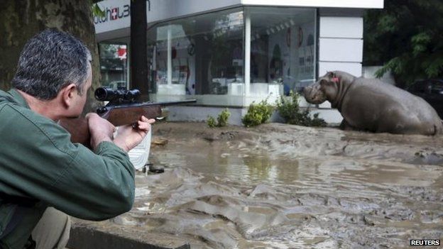 A man shoots a tranquilizer dart to put a hippopotamus to sleep at a flooded street in Tbilisi, Georgia, 14 June 2015