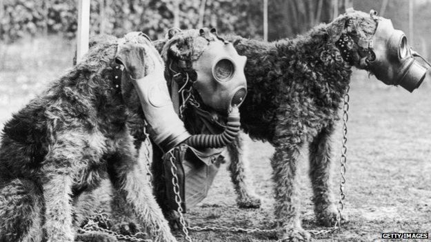 Three Airedale dogs wearing their special gas masks at a Surrey kennel. They were being trained by Lt Col E. H. Richardson.