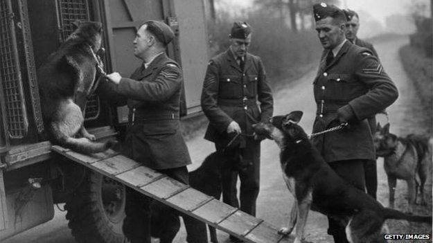 2nd December 1944: German Shepherd dogs being loaded into a van by their RAF handlers. They were used to sniff out people buried in bombing attacks