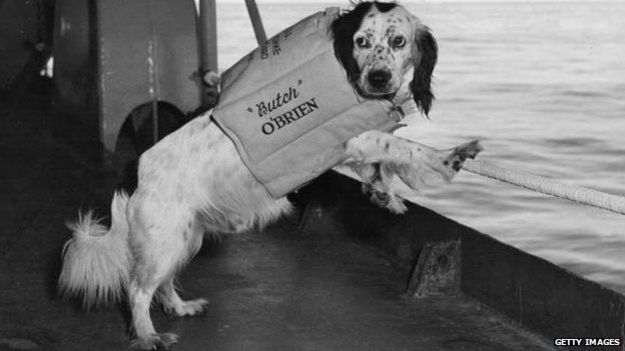 Butch O'Brien, a spaniel mascot of the US navy on board his ship in the Sea of Japan.