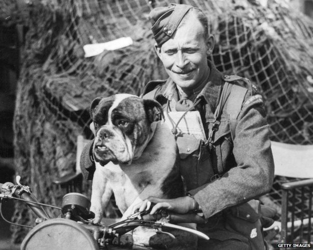 A despatch rider in a Quebec regiment gives a lift to the regimental mascot, a British bulldog. The regiment is on invasion practice exercises in England.