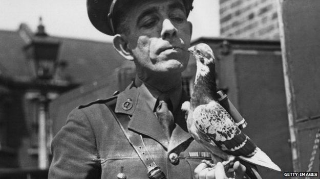 captain Caiger of the British Army Pigeon Service, holding a carrier pigeon equipped with a 'back carrier' message capsule, 23rd July 1945.