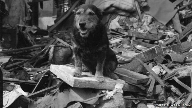 Rip was found as a stray and helped locate many victims of the air-raids of The Blitz, He was awarded a Dickin medal in 1945