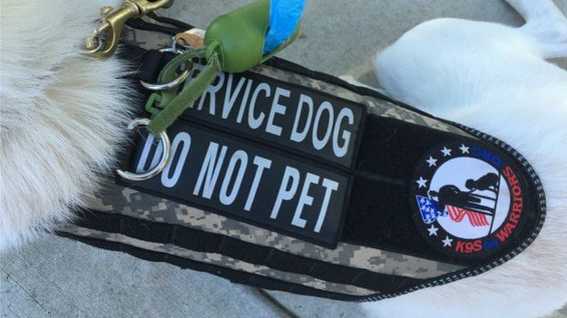 service dog vest