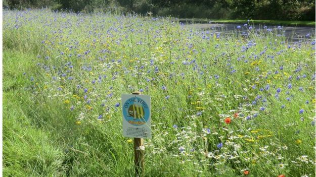 Strips of land on farms or road verges planted with flowers can boost bee numbers