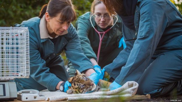Vets and vet nurses from Chester Zoo carefully check over one of the Sumatran tiger cubs