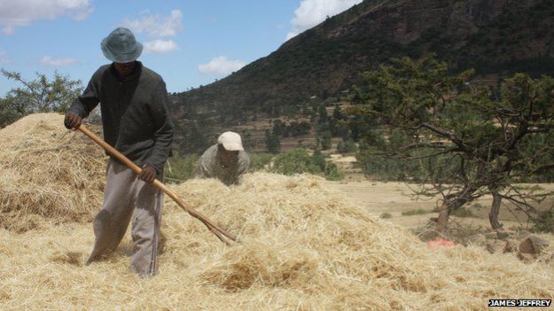 Teff being harvested in Ethiopia