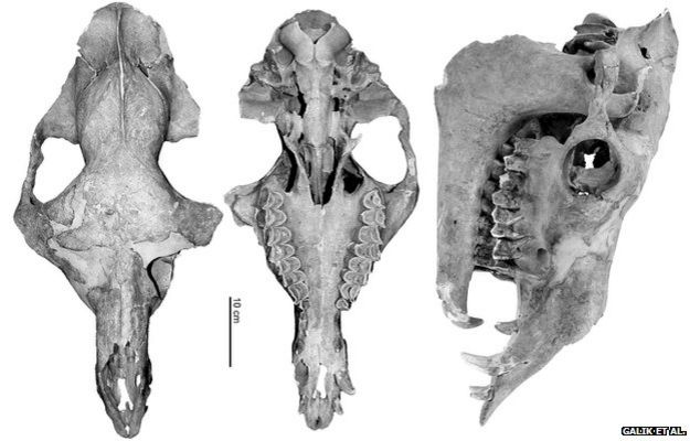 camel skull