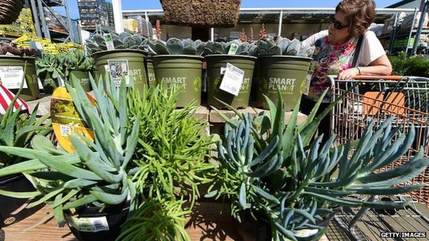 A woman browses a selection of drought tolerant plants on display at a Home Depot in Alhambra 1 April 2015