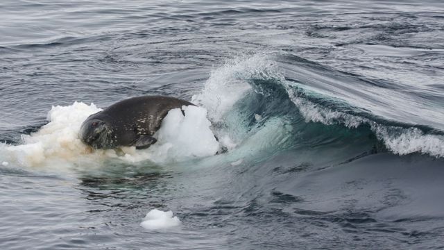 Orcas Da Ant Rtida Trabalham Em Grupo Para Capturar Foca Bbc News Brasil