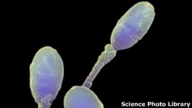 Сторонницы глубоких присовываний покрыты свежей спермой