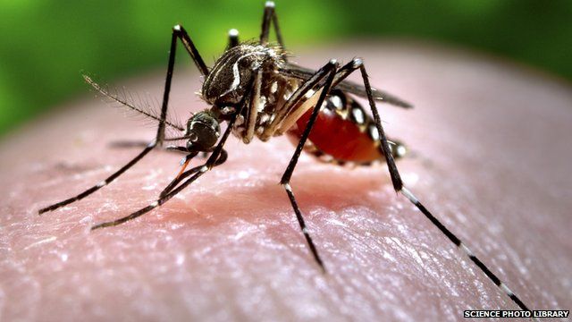 A mosquito feeding on a human