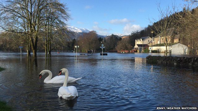 Swans glide on flooded waters