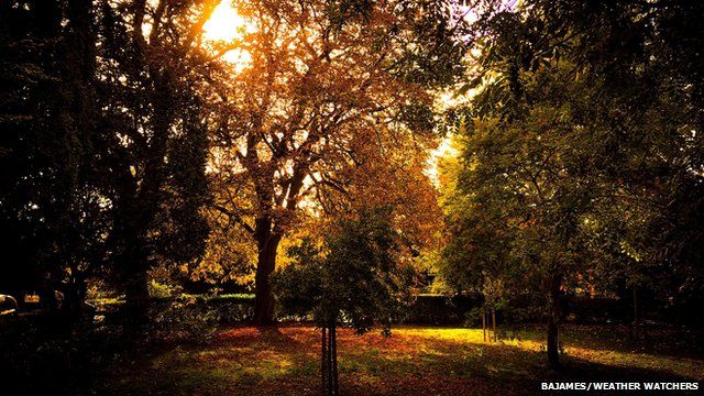 Autumnal trees with the sun behind