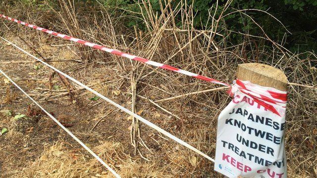 japanese-knotweed-the-plant-bringing-misery-to-homeowners-bbc-news