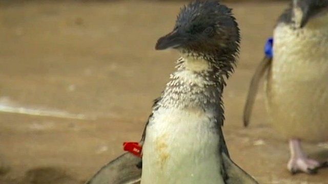 Penguin named Dirk