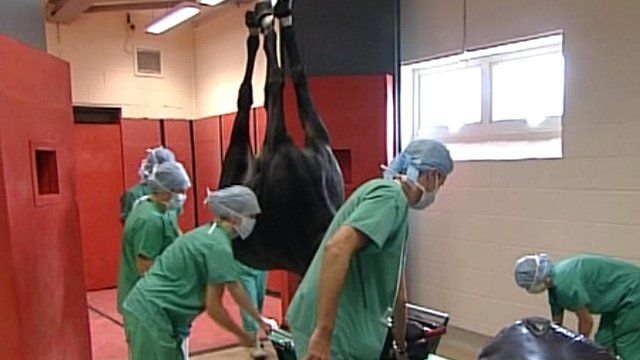 Preparing for a horse operation
