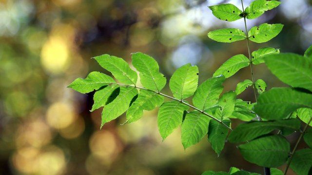 An ash sapling