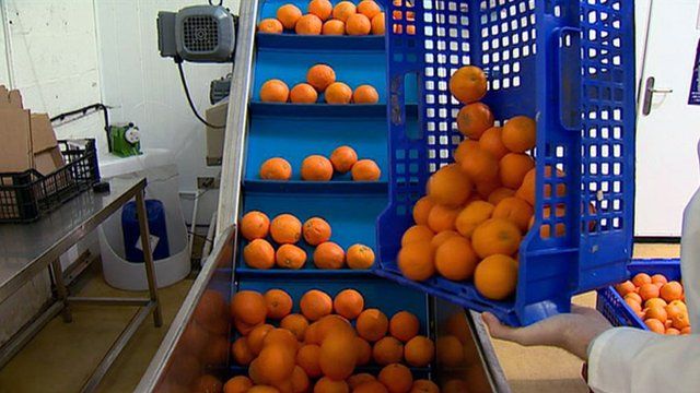 Oranges on a production line