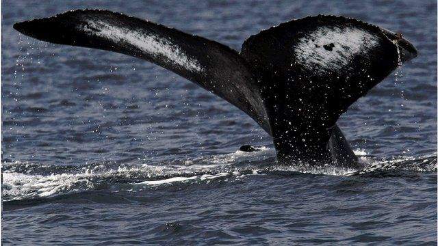 Whale fluke