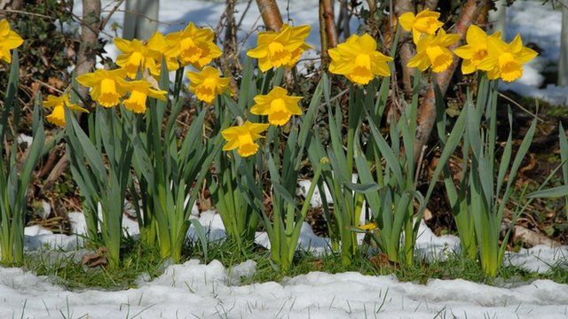 Daffodils in the snow